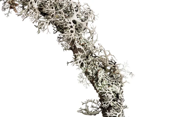 Lichen on a branch. — Stock Photo, Image