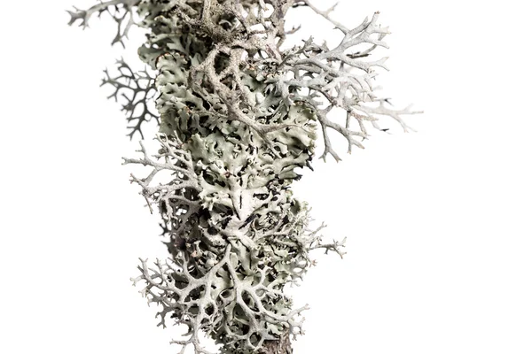 Lichen on a branch. — Stock Photo, Image