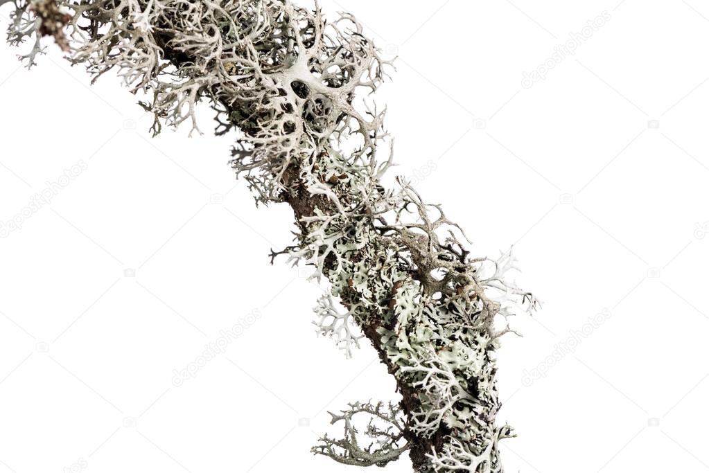 Lichen on a branch.