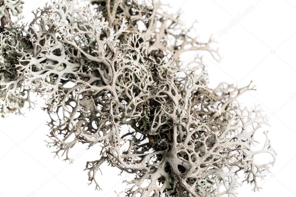 Lichen on a branch.