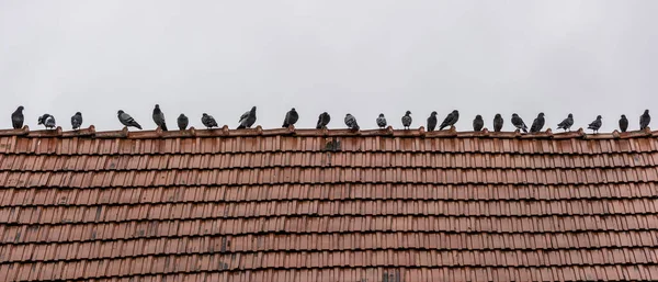 雨の後古い赤い瓦の屋根の上に行に座って鳩 — ストック写真