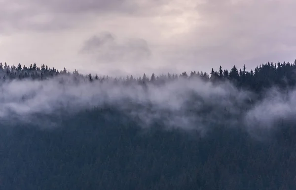 Туман Над Сосновым Лесом Туманный Утренний Вид Мокрой Горной Местности — стоковое фото