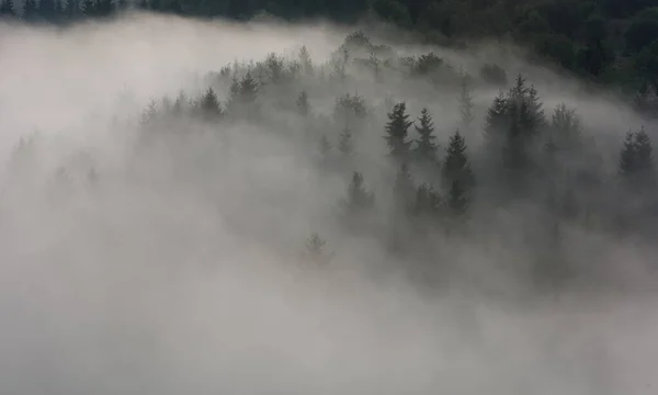 Fog Pine Forest Misty Morning View Wet Mountain Area — Stock Photo, Image