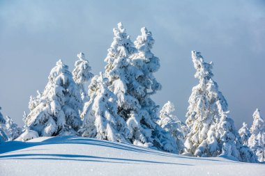 Peak of the Mountain.  Peak of the mountain with snowy trees, before the blue hour.