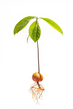 Tam bir avokado ağacı. Avokado filizinin taze yaprakları. Kökleri beyaz arka planda izole edilmiş..