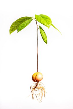 Tam bir avokado ağacı. Avokado filizinin taze yaprakları. Kökleri beyaz arka planda izole edilmiş..