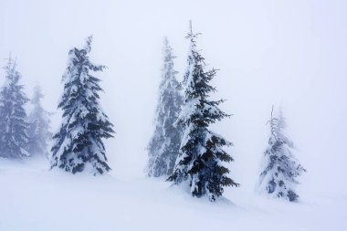 Dağın zirvesi. Dağın tepesinde, karlı ağaçlar, sabah sisi....
