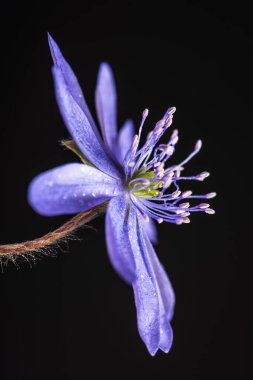 Kapalı ilkbahar çiçekleri. İlk bahar çiçekleri mavi hepatika ya da koyu arkaplanda kar damlası. Anemone Çiçeği.