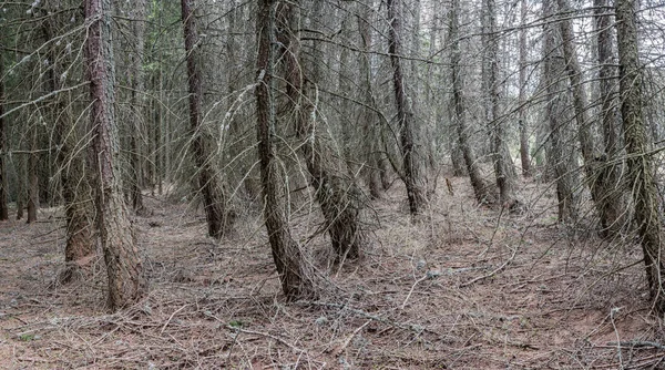 Forêt Sapins Malades Des Troncs Sapins Sans Aiguilles Forêt Séchée — Photo