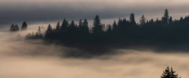 Karpat Dağları, Transilvanya, Romanya 'daki ağaçların üzerindeki puslu şafak manzarası dingin sabah doğa manzarası, ruhani Doğu Avrupa manzara fotoğrafçılığı.