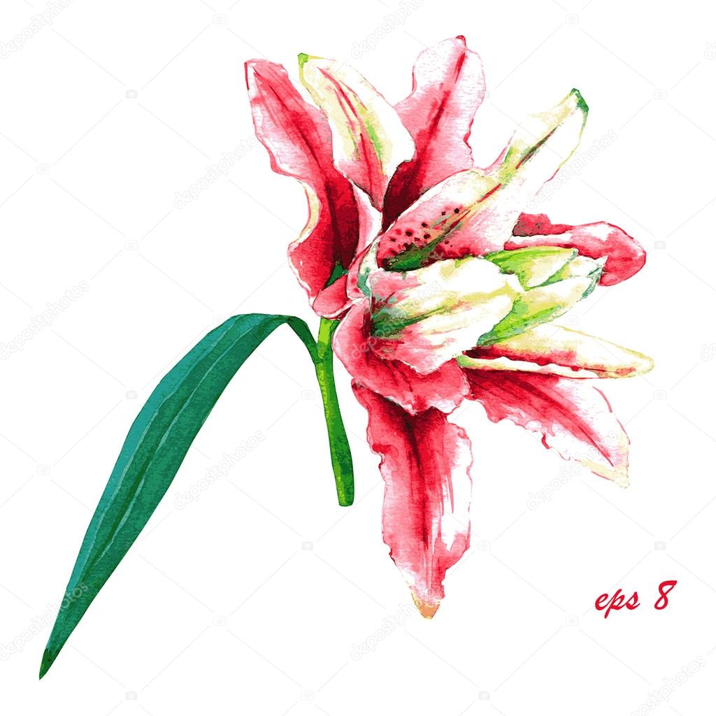 Fiore esotico illustrazione dell acquerello colorato isolato su priorit  bassa bianca Tessile floreale stampa Modello per la cartolina d auguri invito