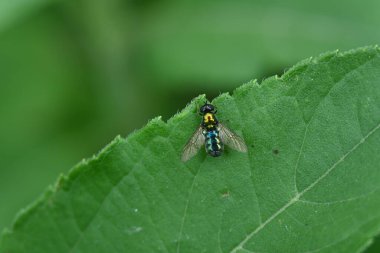 yeşil arkaplanda yeşil yaprak.