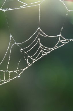 cobweb with cobweb and spider web, close - up