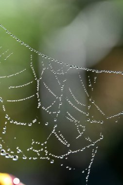 Çiy damlalarında örümcek ağı