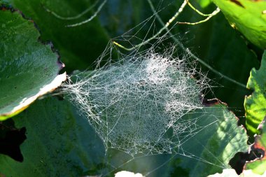 Bir örümcek web üzerinde