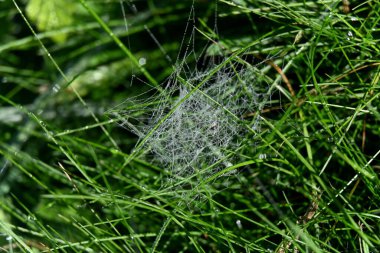 close up of a green spider