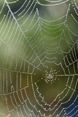 cobweb with dew drops on the green background, selective focus