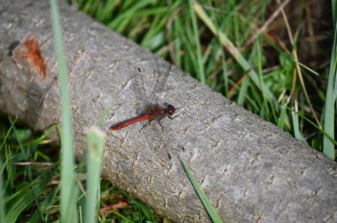 red dragonfly in a green leaf