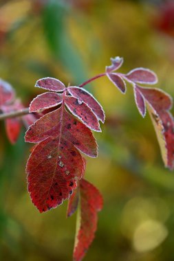 Sonbahar yapraklarının manzarasını kapat
