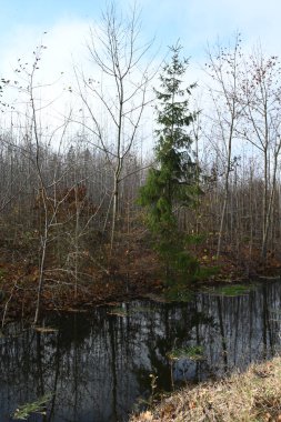 Ağaçlar ve ormanlarla dolu sonbahar manzarası