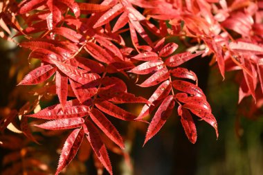 Sonbaharda kırmızı yapraklar