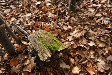 Yosun kaplı eski ahşap kütük.