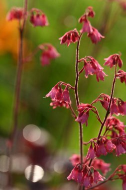 Güzel botanik fotoğrafı, doğal duvar kağıdı.