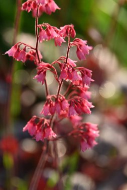 Bahçedeki güzel pembe çiçek