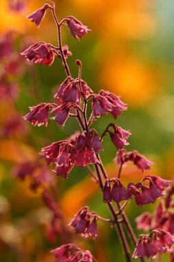Güzel botanik fotoğrafı, doğal duvar kağıdı.