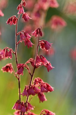 Bahçedeki bir çiçeğe yaklaş