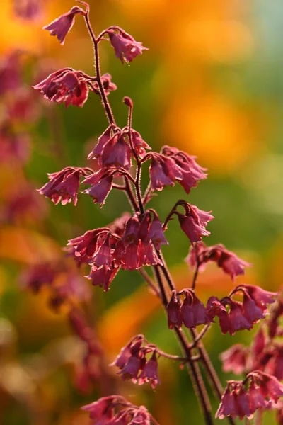 Güzel botanik fotoğrafı, doğal duvar kağıdı.