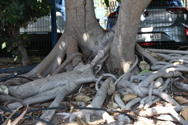 Ağaç kökleri, doğa bitki örtüsü
