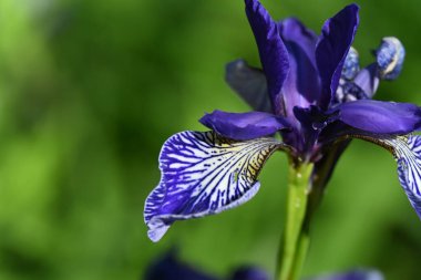 Yeşil arkaplanda mor göz var.