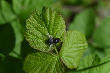 Ormanda yeşil yaprak.