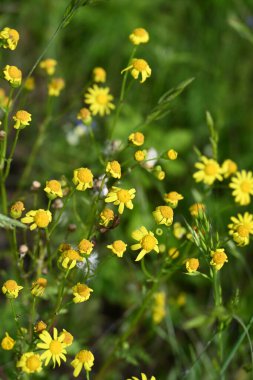 Bahçedeki güzel çiçekler