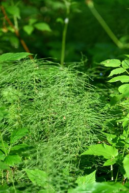 Ormanda yeşil çimenler