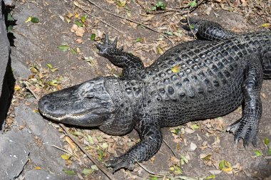 Hayvanat bahçesindeki timsah, hayvan.
