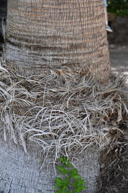 Bahçede hindistan cevizi ağacı