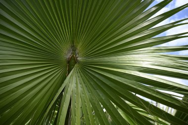 Palmiye yaprağı, doğa arka planı, yaz bitkisi, yeşil yaprak, yeşillik