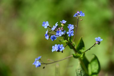 Bahçedeki mavi çiçekler.