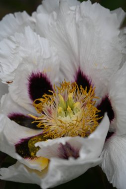 Beyaz bir çiçeğe yaklaş