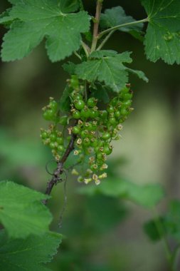 Çalının üzerinde yeşil frenk üzümü