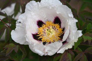 Kapalı - beyaz ve pembe şakayık bahçesinde
