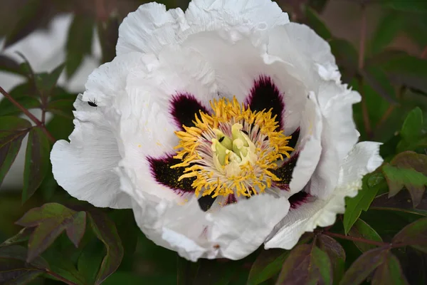 Kapalı - beyaz ve pembe şakayık bahçesinde