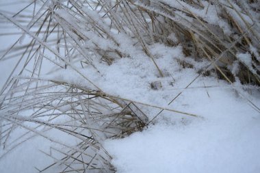 Kar - kışın parktaki çimenler