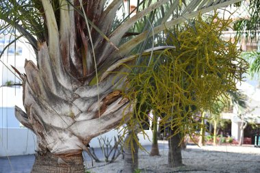 Şehirde palmiye ağacı