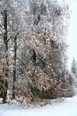 Karla kaplı ağaçlarla kaplı güzel kış manzarası