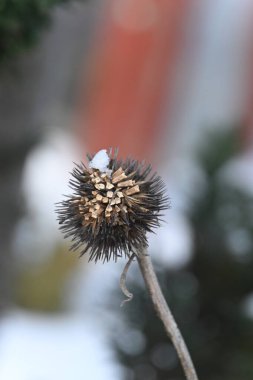 Beyaz bir çiçeğe yaklaş