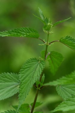 Bir ağacın genç yeşil yaprakları