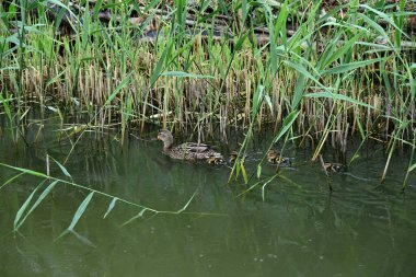 Gölde bir grup ördek